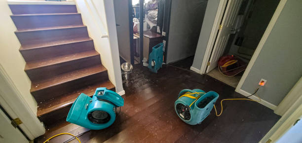 Best Carpet water damage restoration  in Hays, MT