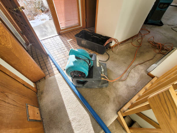 Best Basement water damage restoration  in Hays, MT