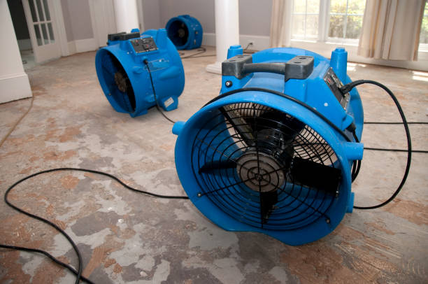 Best Local water damage restoration  in Hays, MT