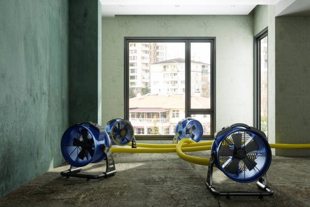 Best Water damage cleanup near me  in Hays, MT